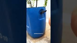 Growing pomegranate in small plastic drum #terracegarden #asmr#homegardening #fruit#reuseidea