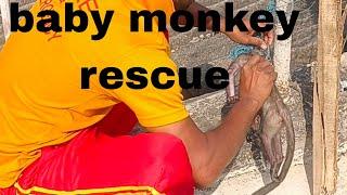 Baby monkey death  #villagevlog #villagelife #monkey #odisha #attack