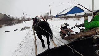 гонки между лошадью и мотоблоком