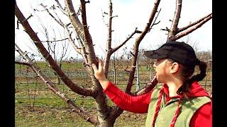 DE CE eu NU tai Cireșul primăvara. Tăiere cireș. / WHY I don't prune cherry tree in the spring.