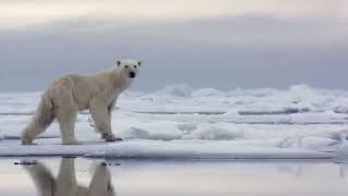 Северный путь.  Сергей Чекалин. Northern way. Sergei Chekalin.