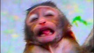OMG! Really H-u-r-t ! No Mom To H-e-l-p! P-o-o-r Little Baby Monkey!