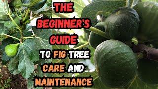 The Beginner's Guide to Fig Tree Care and Maintenance #fig #figs #gardening #gardeningtips #plants