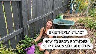 How to grow potatoes- mid season soil addition