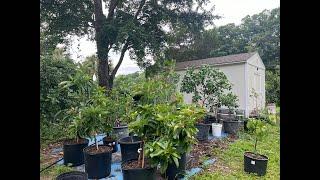 Lead Farmer 73 growing tropical fruit trees in Columbia, South Carolina