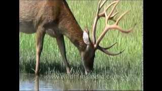 Barasingha with massive head of antlers drinking in Kanha swampland