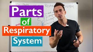 Parts of the Respiratory System - Overview