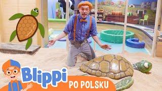 Blippi w muzeum great explorations | Blippi po polsku | Nauka i zabawa dla dzieci