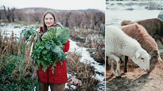 So your farm ISN'T PERFECT.... | Winter on the Homestead