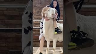 girl riding on sheep #reels #viral #trending #funny #sheep #animals