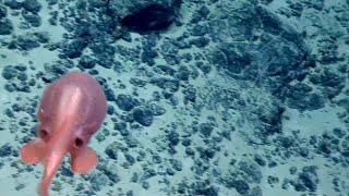 Pink Chaunacops Swims In Front of ROV Hercules| Nautilus Live