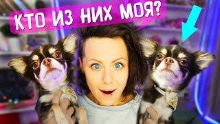 Нашла ДВОЙНИКОВ моих СОБАК! ДО СЛЕЗ ПОХОЖИ! ЗА кем СЛЕЖУ? ТОП СОБАКИ в Instagram! Magic Family