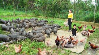 Make mesh fence around the duck farm.. Hien single mom raise many pigs, chickens and ducks