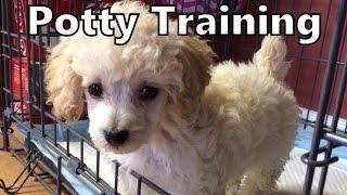 How To Potty Train A Poodle Puppy - Poodle House Training Tips - Housebreaking Poodle Puppies Fast