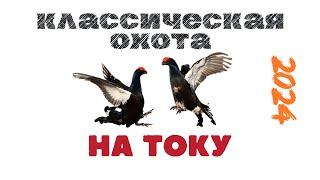 Классическая охота на тетерева 2024. Teterev Hunting Secrets Revealed This Year!