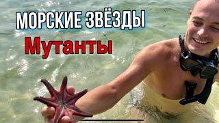 ФУКУОК | СКОРПИОНЫ | ПЛЯЖ С МОРСКИМИ ЗВЕЗДАМИ | starfish beach