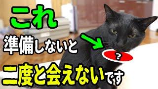 【南海トラフ地震】猫飼いの人！今すぐ準備をしてください！！！！