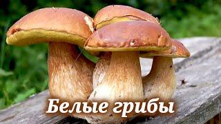 Где и когда собирать белые грибы, а также рецепт вкуснейшего блюда с белыми грибами