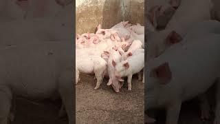 Pig farm business करोड़पति। Pig farming  । Pig farming for beginners ।