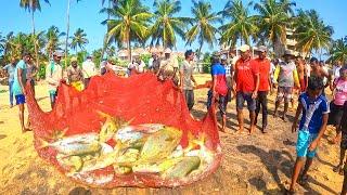 Amazing Giant Permit Fish Caught In Seine Net I Best Seine Net Fishing Video