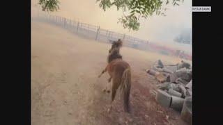Tristan Hamm and others help rescue 30 horses from a grass fire in Placer County