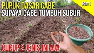 TERNYATA INI PUPUK DASAR CABE SUPAYA TUMBUH SUBUR..!! Dosis Pas Penaburan Pupuk Dasar Untuk Cabe