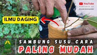 SAMBUNG SUSU CARA PALING MUDAH UNTUK TOP WORKING DURIAN  | Bagaimana Rahasianya ⁉️