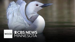 White loon spotted north of Minnesota border in Canada