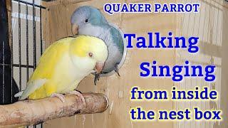 Quaker Parrot Talking | quaker Parrot Sounds | Quaker Parrot Talking from inside the Nest Box 