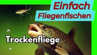 Einfach Fliegenfischen | Mit der Trockenfliege zum Fisch | Tutorial | Livebisse und Fangerfolg