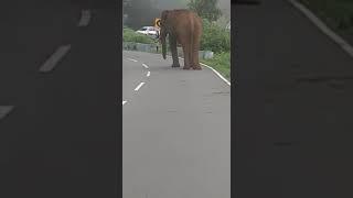 elephant attack Gov bus in KTG