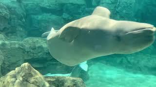 Beluga whale hiding behind a rock / Delphinapterus leucas