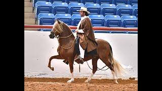 ROCKING M RANCH PERUVIAN HORSES - TEXAS