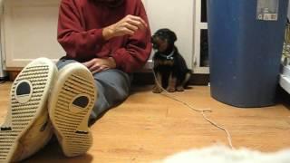 Rottweiler puppy learns to bark