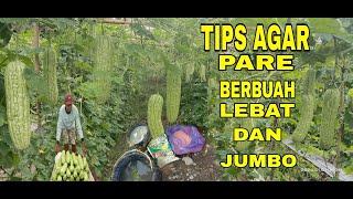 Budidaya Pare || Pemupukan Pare || Tips Agar Pare Berbuah Lebat dan Jumbo