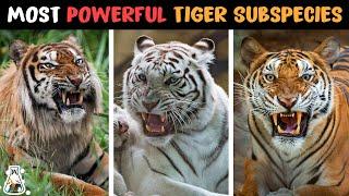 9 Strongest Tiger Subspecies That Ever Existed