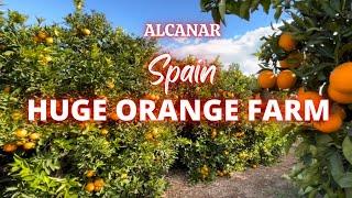 HUGE ORANGE FARM | Spain | May Adaya