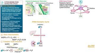 Cytochrome P450 Catalytic Cycle