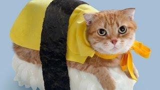 42 Cats in Ridiculous Halloween Costumes