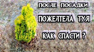 Пожелтели Саженцы Туи ПОСЛЕ ПОСАДКИ ВЕСНОЙ - Как Спасти Пожелтевшие ТУИ