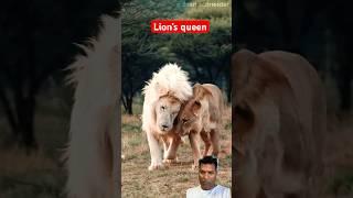 Lion’s Queen #shorts #animals #youtubeshorts