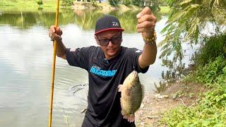 MEMANCING IKAN PUYU SIAM BESAR BASS.!!! TERUS MASAK MENU LAIN DARI YANG LAIN..