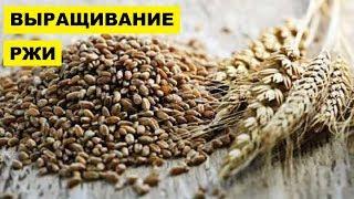 Выращивание Ржи как бизнес идея