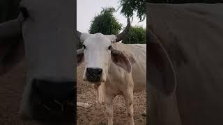 जय गौमाता#youtubeshorts #subscribe#gaushala#cow #gauseva#gaumata  #viralshorts#bhagwatkatha #animals