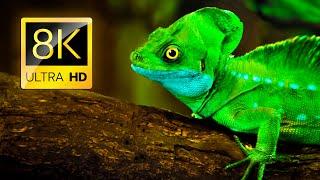 Amazing Reptiles Collection 8K ULTRA HD / 8K TV