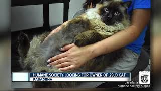 Pasadena Humane Society is searching for the owner of a twenty-nine pound cat