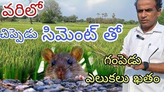 వరిలో చిప్పెడు సిమెంట్ తో గంపెడు ఎలుకలు ఖతం|rat damage control in paddy|by karshaka nestham