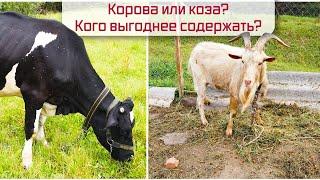 Корова или коза? Кого выгоднее содержать?