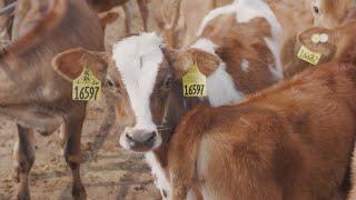 Calf Housing on Washington Dairy Farms