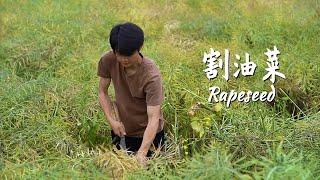 一株「油菜」上有多少粒油籽，大家知道吗？一斤油茶籽又可以榨多少油？Rapeseed